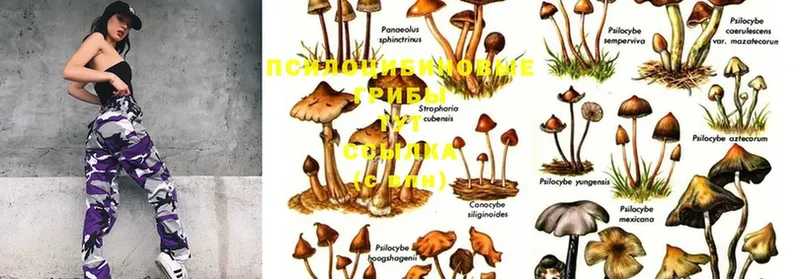 Галлюциногенные грибы Cubensis Сыктывкар